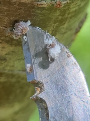 Prociphilus tessellatus