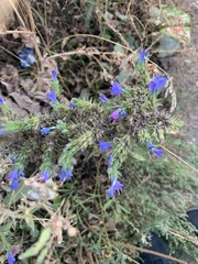 Echium vulgare