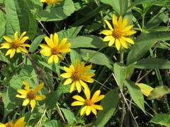 Helianthus divaricatus