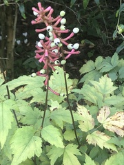 Actaea