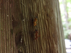 Pachysomoides fulvus