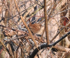 Troglodytes hiemalis