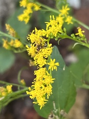 Solidago arguta