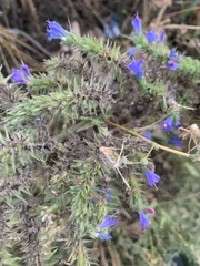 Echium vulgare