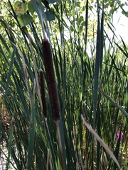 Typha angustifolia