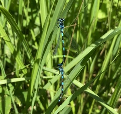 Coenagrion pulchellum