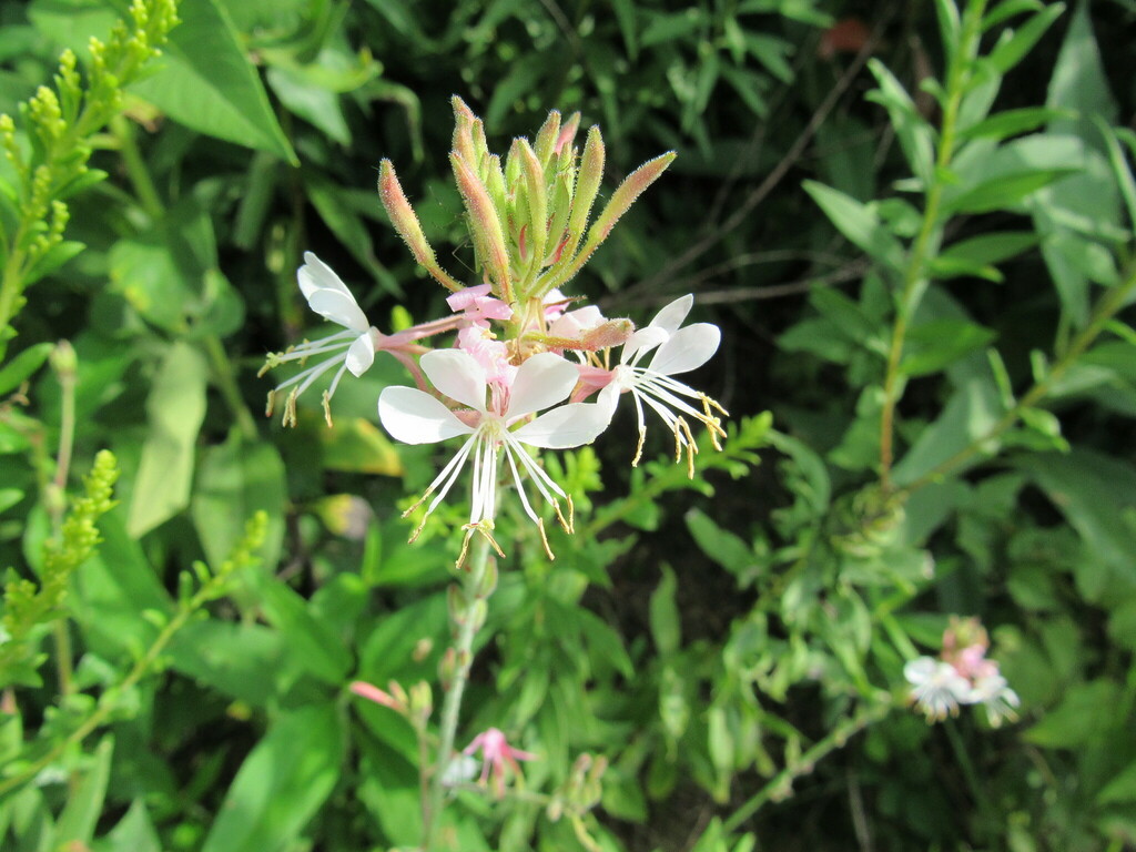 White gaura