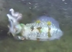 Sepioteuthis sepioidea