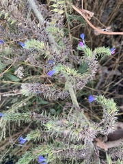 Echium vulgare