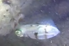 Sepioteuthis sepioidea