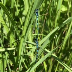 Coenagrion pulchellum