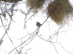 Histurgops ruficauda