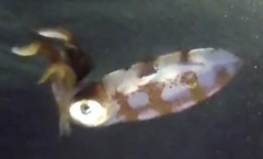 Sepioteuthis sepioidea