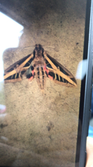 Eumorpha fasciatus