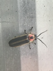 Photinus pyralis
