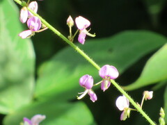 Desmodium canescens