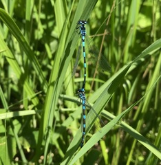 Coenagrion pulchellum