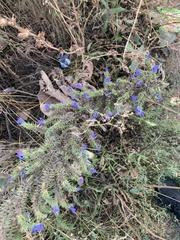 Echium vulgare