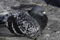Columba livia domestica