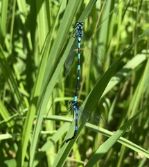 Coenagrion pulchellum