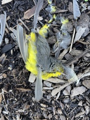 Cardellina canadensis