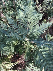 Pteridium