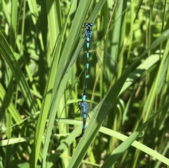 Coenagrion pulchellum