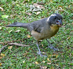 Saltator aurantiirostris