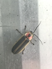 Photinus pyralis