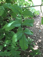 Sambucus racemosa