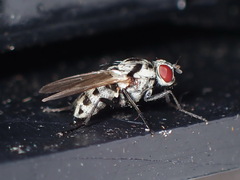 Anthomyia pluvialis