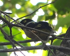 Eurylaimus ochromalus