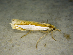 Crambus watsonellus