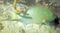 Sparisoma viride