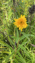 Helianthus grosseserratus