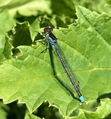 Erythromma najas