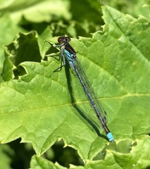 Erythromma najas