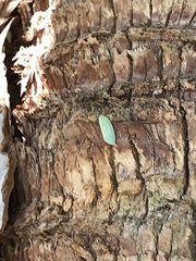 Ormenaria rufifascia