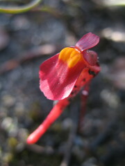 Utricularia menziesii