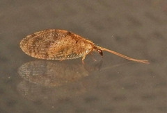 Hemerobius