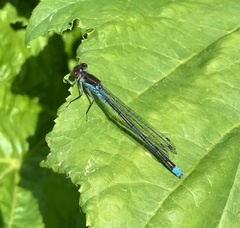 Erythromma najas