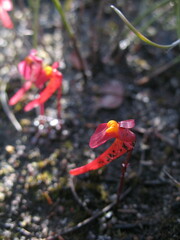 Utricularia menziesii