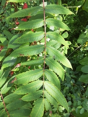 Rhus glabra