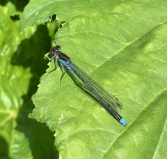 Erythromma najas