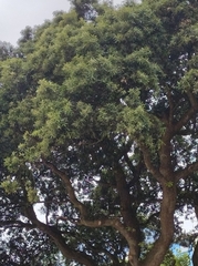 Quercus ilex