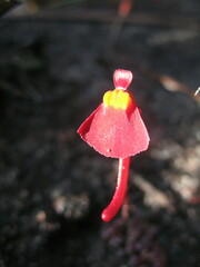 Utricularia menziesii