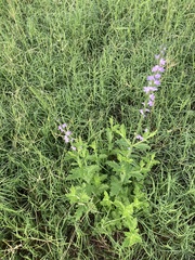 Verbena xutha
