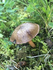 Chroogomphus rutilus