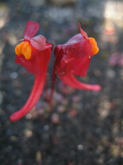 Utricularia menziesii