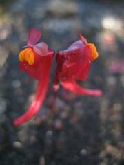 Utricularia menziesii